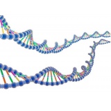 天根生化普通琼脂糖凝胶DNA回收试剂盒/200次(DP209)