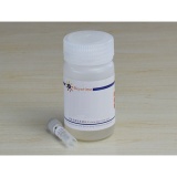 碧云天 alpha+beta Synuclein Rabbit Monoclonal Antibody(50μl)