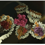 CST- Toll-like Receptor 4 (D8L5W) Rabbit mAb (Mouse Specific)/100ul