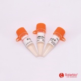 索莱宝 蛋白酶K溶液/1瓶装(10mg/ml)（SR0040）