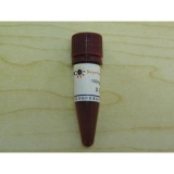 碧云天 X-Gal(5-溴-4-氯-3-吲哚-β-D-半乳糖苷)(ST912)