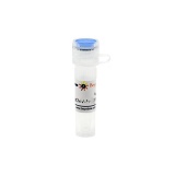 碧云天 pCMV-N-EGFP (绿色荧光蛋白)(D2707-100μg)