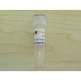 碧云天 Proteinase K（蛋白酶K）(ST535-2g)