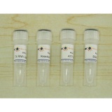 碧云天 T4 RNA Ligase(T4 RNA连接酶)(D7021)