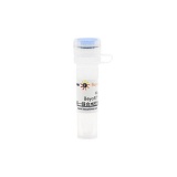 碧云天 BeyoRT III cDNA第一链合成预混液(5X)(D7182L)