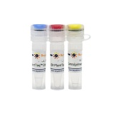 碧云天 耐叶绿素PlantTaq DNA聚合酶(D7248M)