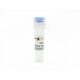 碧云天 RNase Inhibitor(RNA酶抑制剂)(R0102-50kU)