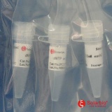 索莱宝 dNTPs Mix/500ul(2.5mM each)（PC2100）