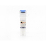 碧云天 Caspase抑制剂Z-VAD-FMK(C1202-0.1ml)