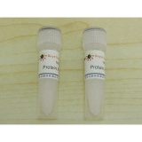 碧云天 BeyoGold GST-tag Purification Resin(GST标签蛋白纯化介质)(P2255)