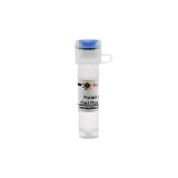 碧云天 Protein A+G Agarose (Fast Flow, 免疫沉淀用)(P2055-2ml)