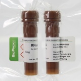 BioFroxx 1341MG025 核糖核酸酶A RNase A