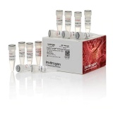 Thermo Scientific™ Invitrogen™ 18080051 SuperScript™ III First-Strand Synthesis System