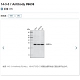 CST 14-3-3 τ Antibody一抗/100ul