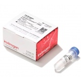 Thermo Lipofectamine™ RNAiMAX （0.1ml）