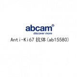 abcam Anti-Ki67抗体(ab15580)/100ug