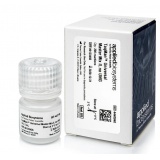 Thermo TaqMan™ Universal 预混液/1*5ml II，无UNG