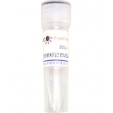 碧云天 生物素标记EMSA探针－AP1 (0.2μM)(GS011B)