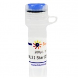 碧云天 BL21 Star (DE3)pLysS甘油菌(低本底蛋白高诱导表达用)(D0341)