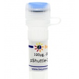 碧云天 pShuttle-CMV-C-DsRed (腺病毒质粒, 红色荧光)(D8115-100μg)