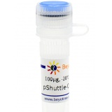 碧云天 pShuttle-CMV-C-Myc(腺病毒质粒)(D8125-100μg)