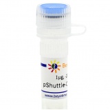 碧云天 pShuttle-CMV-N-Myc(腺病毒质粒)(D8137-1μg)
