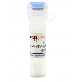 碧云天 pCMV-VSV-G (慢病毒包装用质粒)(D8215-1μg)