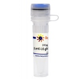 碧云天 pLenti-U6-gRNA-Cas9-P2A-EGFP-Bla（慢病毒质粒）(D8307-100μg)