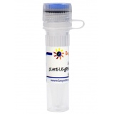 碧云天 pLenti-U6-gRNA-Cas9-P2A-EGFP-Hygro（慢病毒质粒）(D8309-1μg)