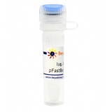 碧云天 pFastBac1-C-EGFP (昆虫杆状病毒表达质粒)(D2804-1μg)