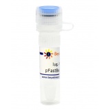 碧云天 pFastBac1-C-EGFP (昆虫杆状病毒表达质粒)(D2804-1μg)
