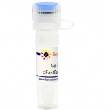 碧云天 pFastBac1-C-EGFP (昆虫杆状病毒表达质粒)(D2804-1μg)