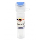 碧云天 pCMV-MCS-P2A-EGFP-HA-Neo(pCMV-MCS-P2A-EGFP-HA-Neo质粒)(D2640-1μg)