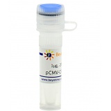 碧云天 pCMV-C-HA-Hyg(pCMV-C-HA-Hyg质粒)(D2781-1μg)