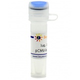 碧云天 pCMV-N-Flag-Zeo(pCMV-N-Flag-Zeo质粒)(D2783-1μg)