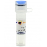 碧云天 pCMV-N-Myc-Zeo(pCMV-N-Myc-Zeo质粒)(D2785-1μg)