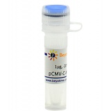 碧云天 pCMV-C-Myc-Zeo(pCMV-C-Myc-Zeo质粒)(D2788-1μg)