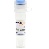 碧云天 pGLuc-Dura-SV40-N (报告基因质粒)(D2764-1μg)