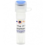 碧云天 p35SPPDK-EGFP-Flag(植物用绿色荧光蛋白)
