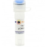 碧云天 pCMV-GFP-LC3B(pCMV-GFP-LC3B质粒)(D2815-1μg)