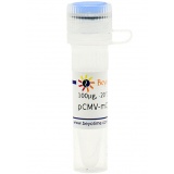 碧云天 pCMV-mCherry-p62(pCMV-mCherry-p62质粒)(D2818-100μg)