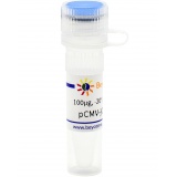 碧云天 pCMV-jGCaMP7f (快速响应型钙离子荧光探针)(D2865-100μg)