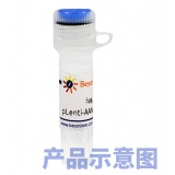 碧云天 SGK1基因敲除质粒(L00431)
