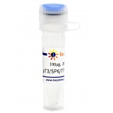 碧云天 pT3/SP6/T7-RNA-Template (RNA体外转录质粒)(D2310-100μg)