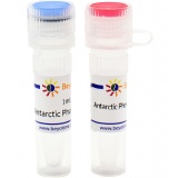 碧云天 Antarctic Phosphatase (Thermosensitive磷酸酶)(D7028M)