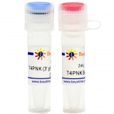 碧云天 T4 Polynucleotide Kinase (3'phosphatase minus) (T4PNK 3'磷酸酶活性缺失)(D7100L)