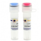 碧云天 phi29 DNA Polymerase(phi29 DNA聚合酶)(D7053L)