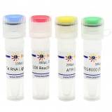 碧云天 T4 RNA Ligase 1 (ssRNA Ligase)（T4 RNA连接酶1）(R0621S)
