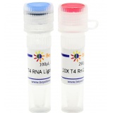 碧云天 T4 RNA Ligase 2 (dsRNA Ligase)（T4 RNA连接酶2）(R0632S)