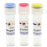 碧云天 T4 RNA Ligase 2, truncated（T4 RNA连接酶2截短型）(R0635M)